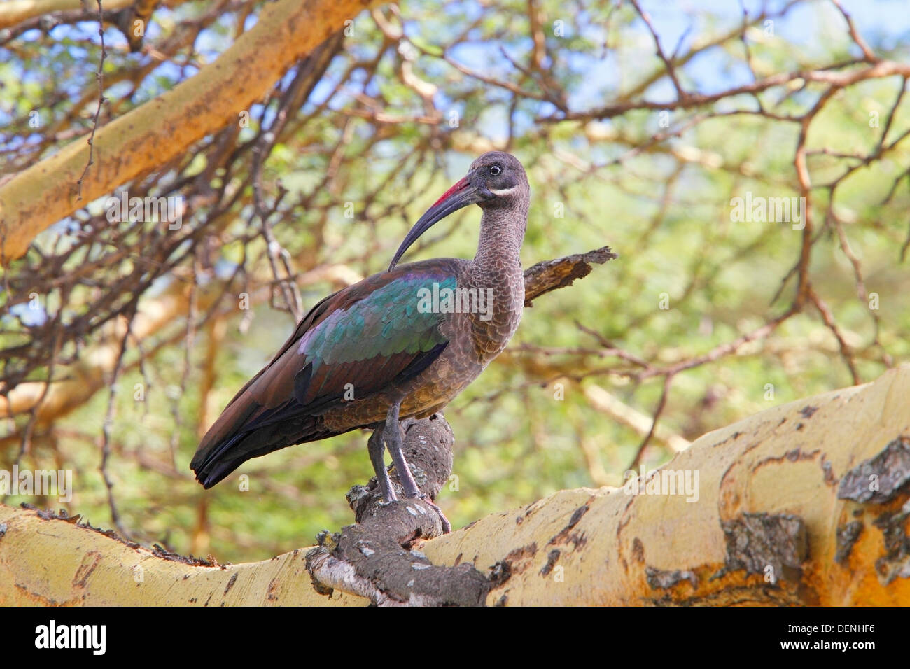 Ibis hagedash Bostrychia hagedash (adultes) dans l'arbre perché, Kenya, Afrique de l'Est Banque D'Images
