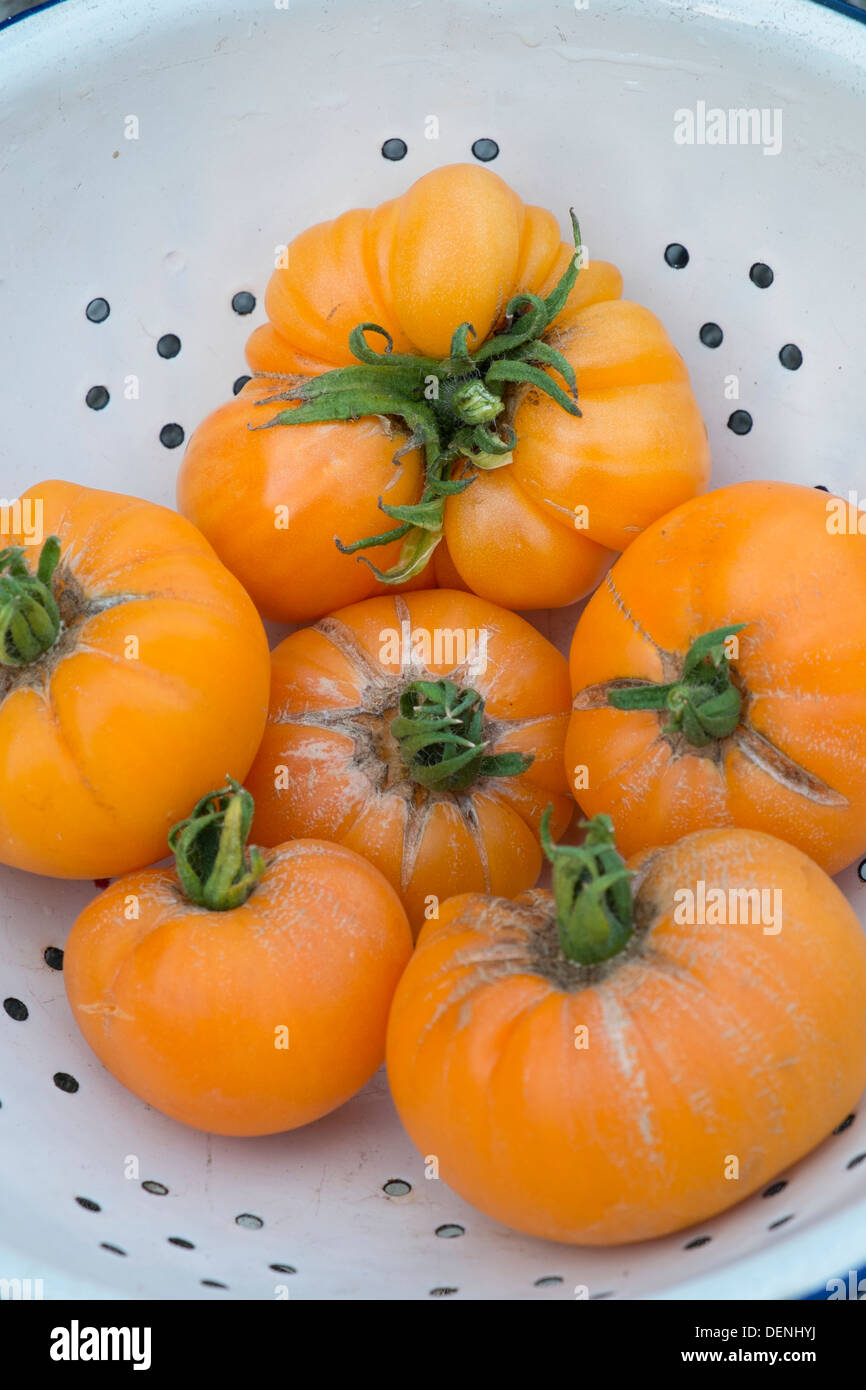 Les tomates du patrimoine, 'summer' cidre, fruits mûrs prêts pour la cuisine. Banque D'Images