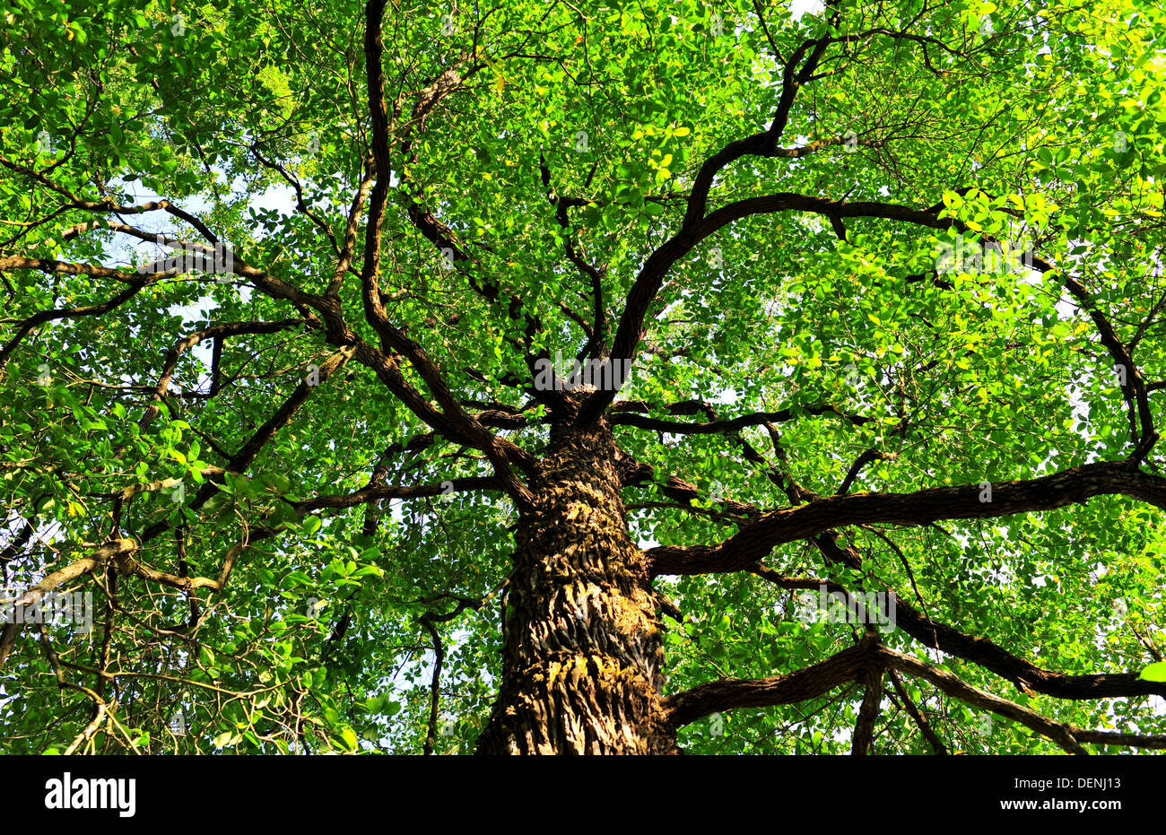 L'arbre Tembusu (Singapore Botanic Gardens) Banque D'Images