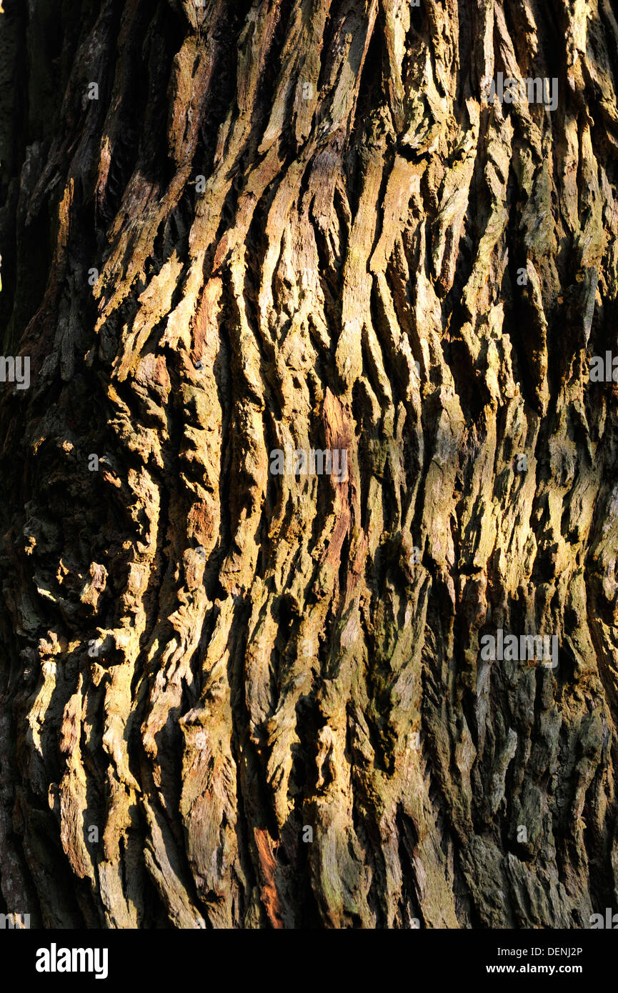 Écorce fissurée profondément de l'arbre Tembusu (Singapore Botanic Gardens) Banque D'Images