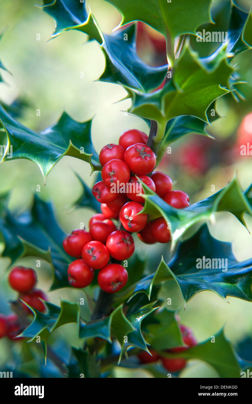 Holly, ou European Holly (Ilex aquifolium) aux fruits rouges. Le Parc Naturel de Gorbeia. Pays Basque, Espagne, Europe. Banque D'Images