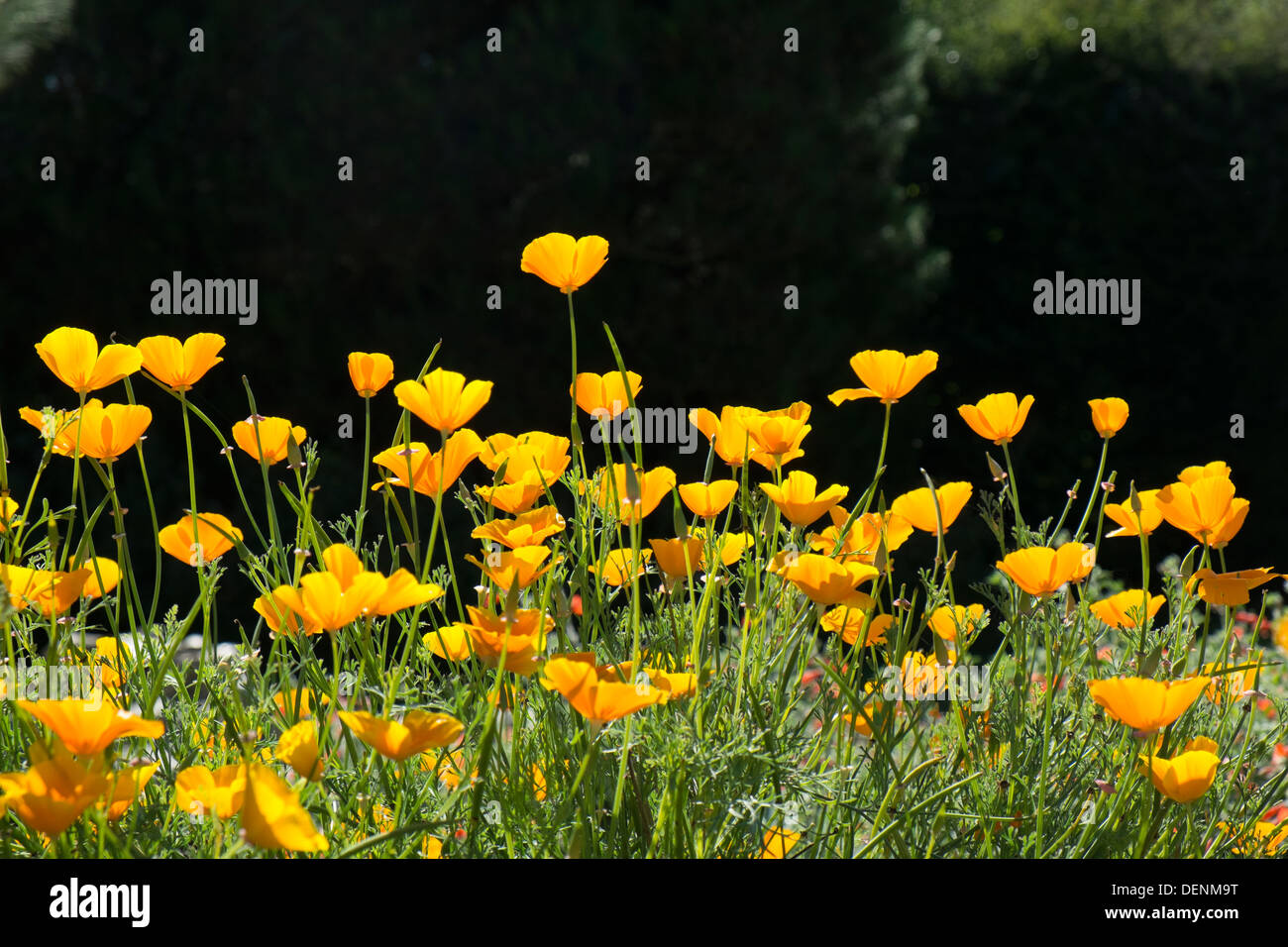 Eschscholzia californica Pavot de Californie, rétroéclairé fleurit à la fin de l'été. Banque D'Images