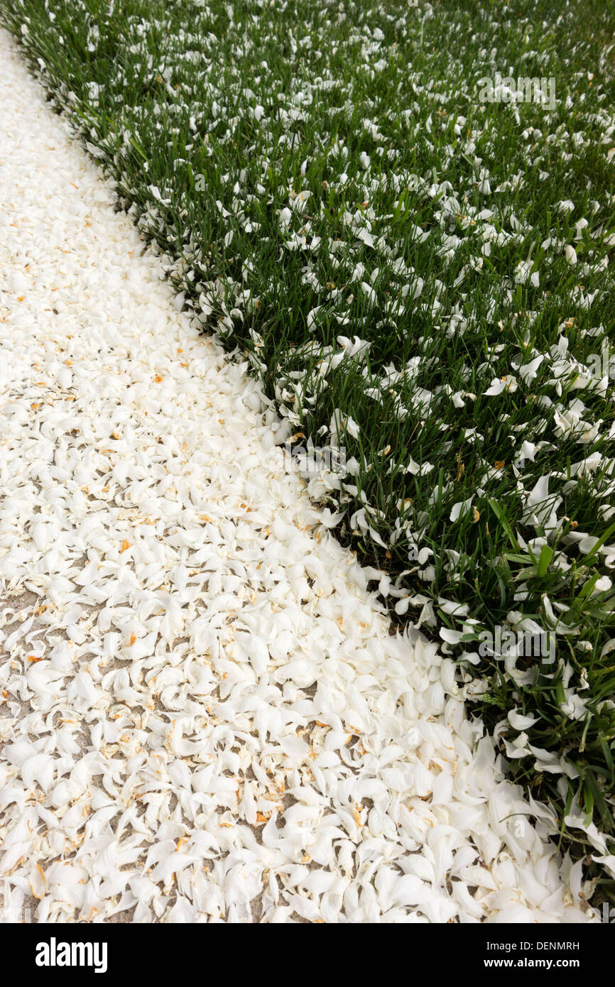 Pétales de fleurs d'arbres fruitiers couvrent le trottoir et de pelouse près du centre-ville de Montague, Michigan, USA Banque D'Images