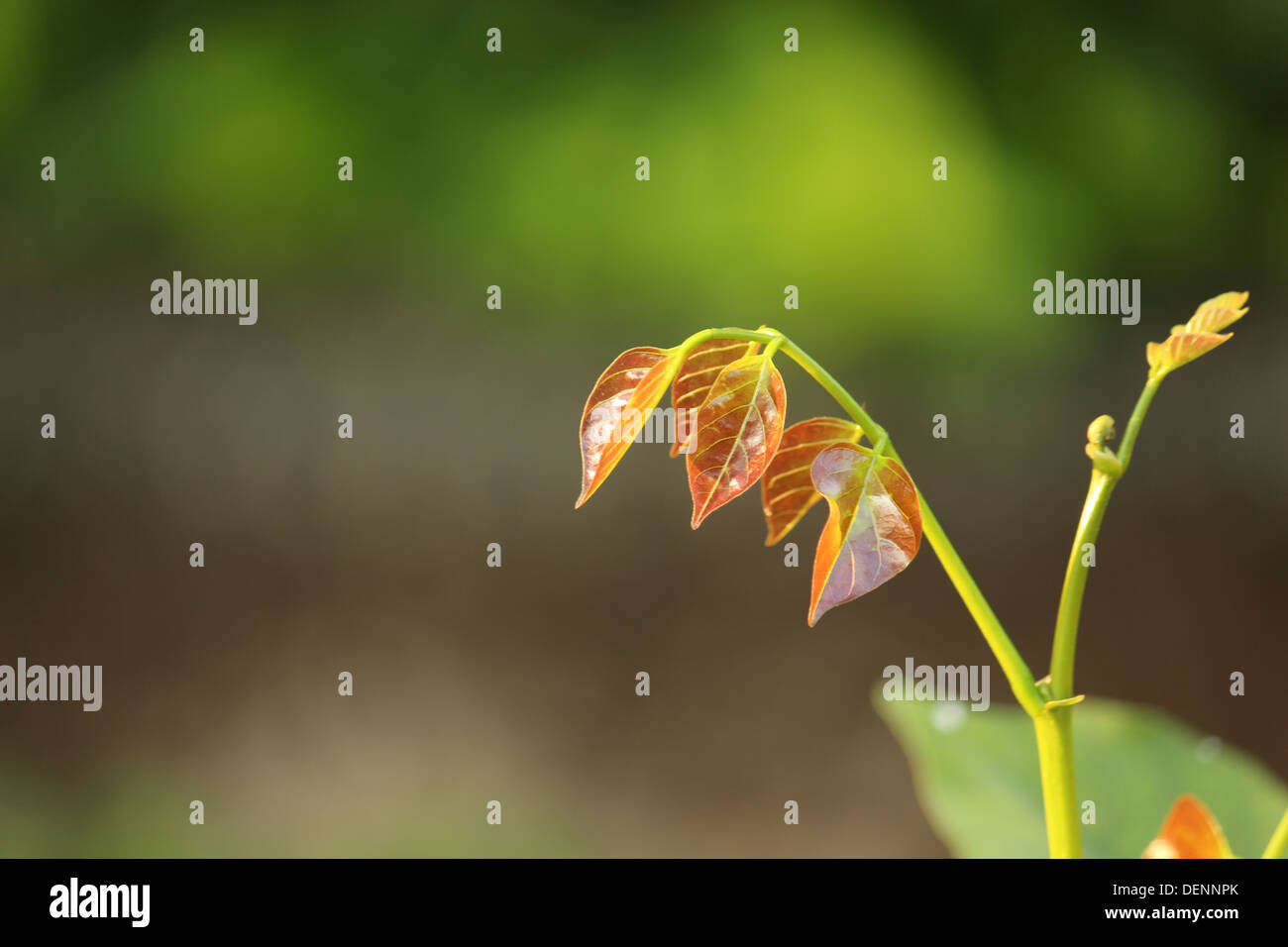 Couleur marron feuilles tendres frais Banque D'Images