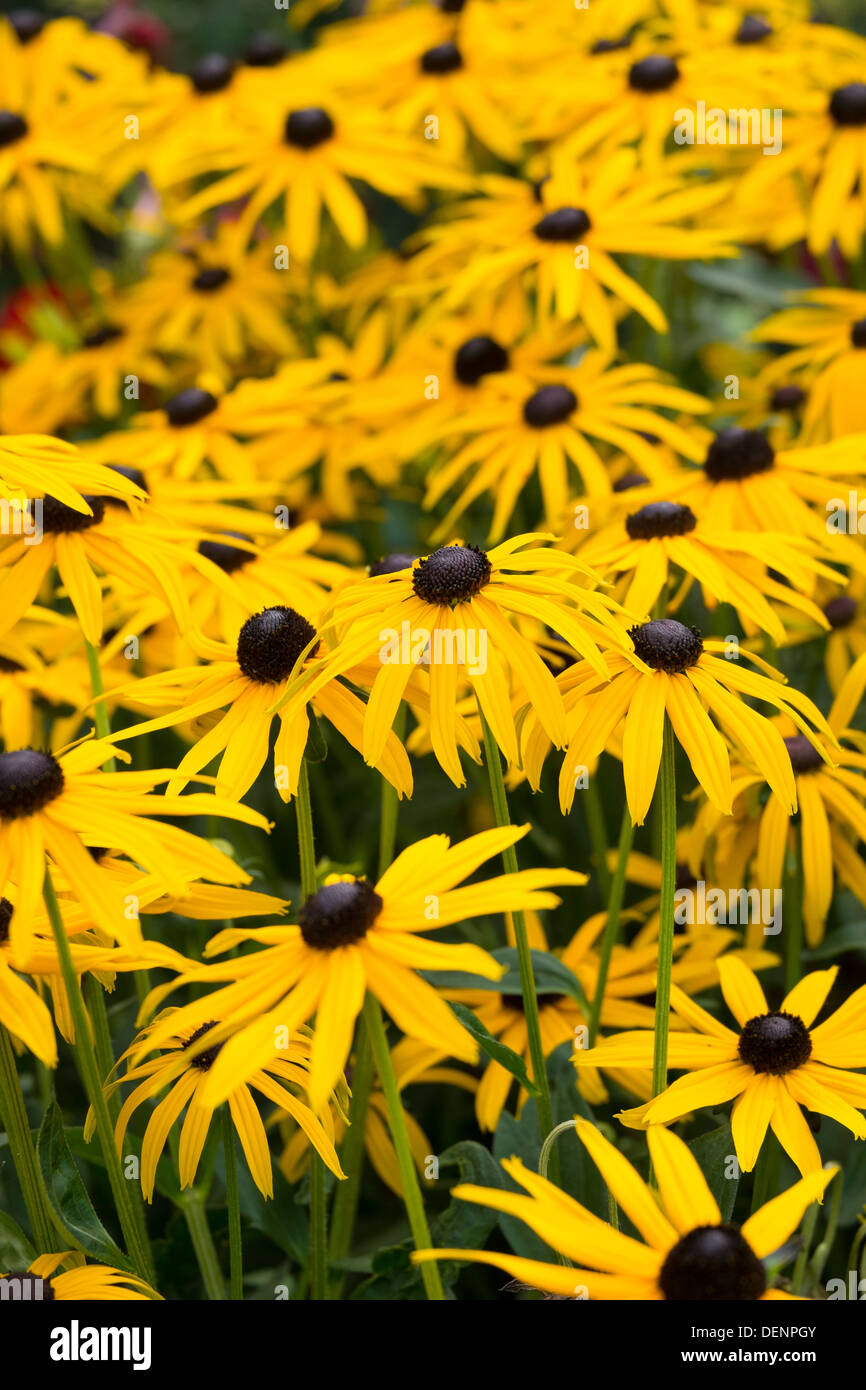 Rudbeckia hirta, black-eyed Susan Banque D'Images