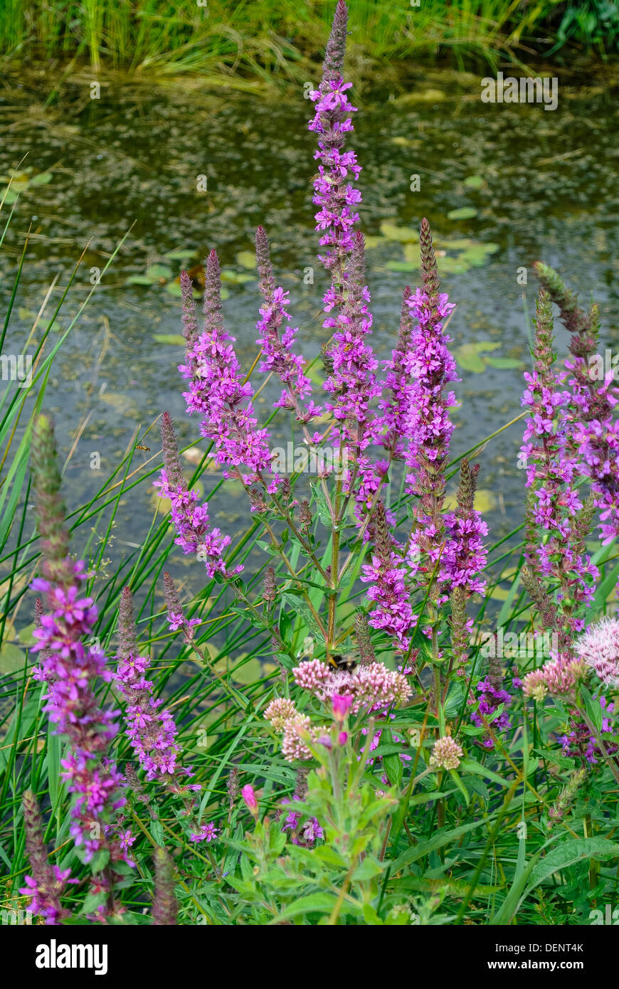 La salicaire pourpre, Lythrum salicaria, poussant dans les pâturages humides Banque D'Images