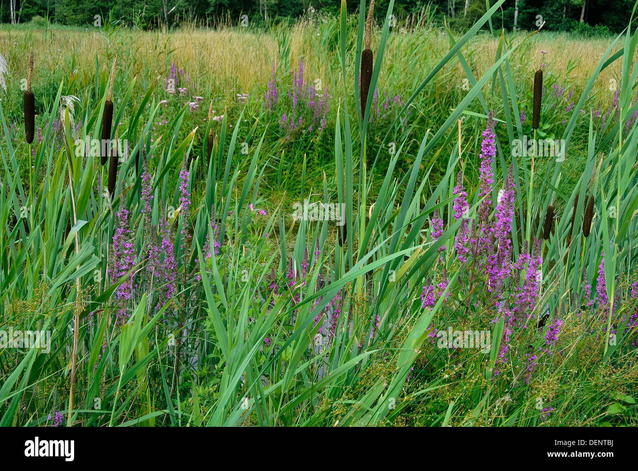 La salicaire pourpre, Lythrum salicaria, et plus reedmace, Typha latifolia, poussant dans les pâturages humides Banque D'Images