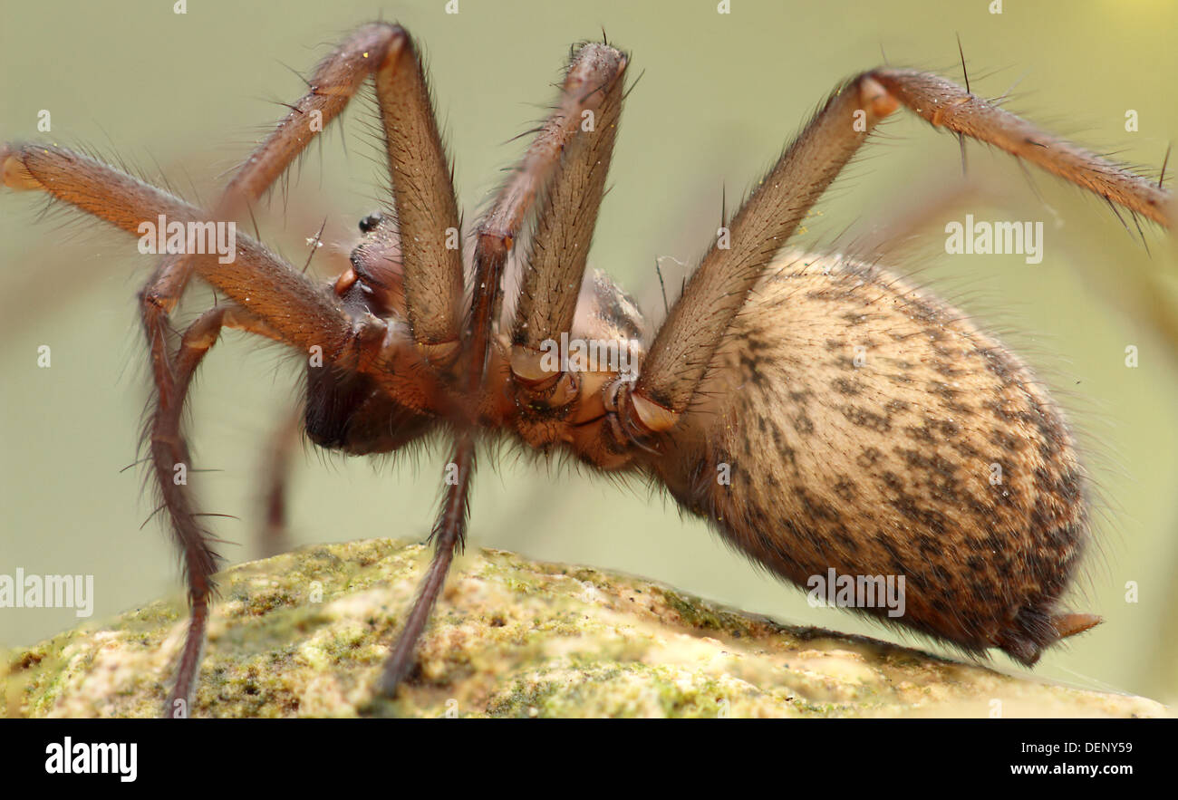 Très proche détail de la grande araignée UK Banque D'Images