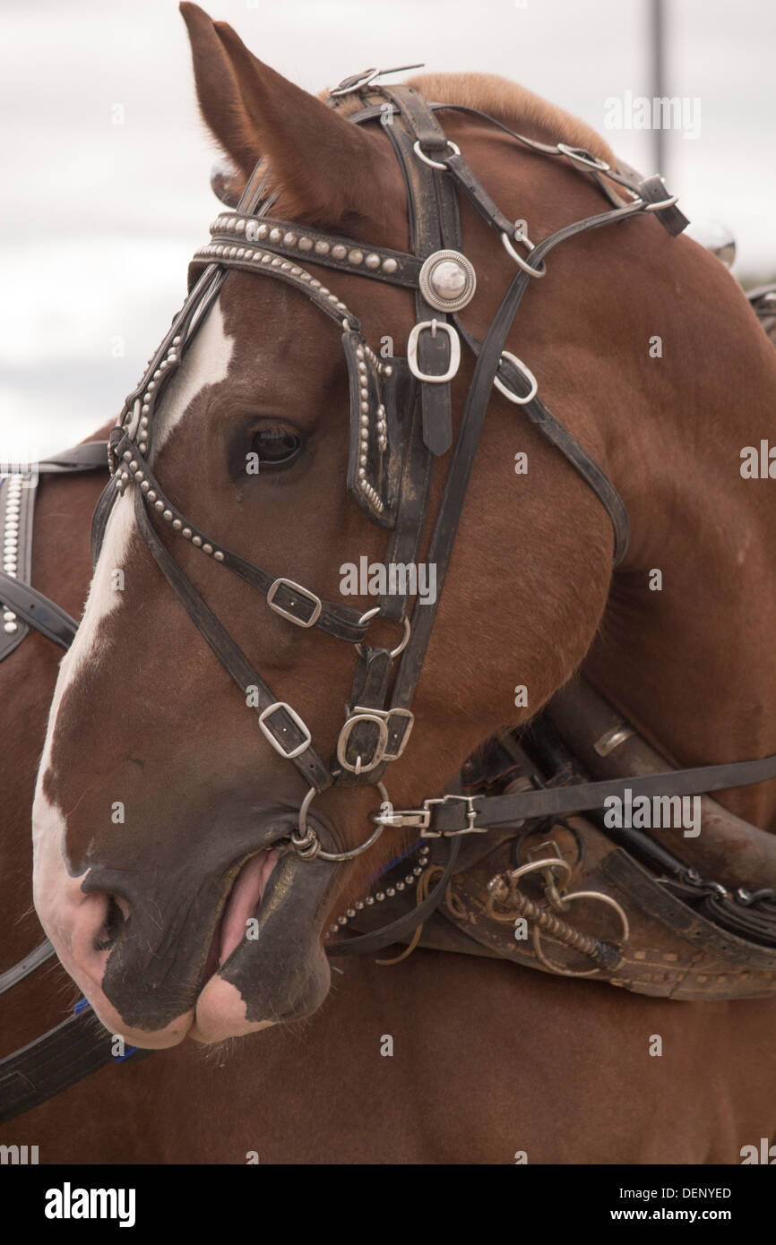 Tête de cheval belge en affichons juste tirer le faisceau à Lindsay et exposition à Kawartha Lakes Banque D'Images