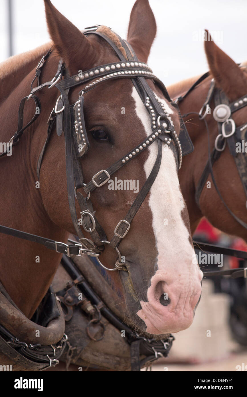 Tête de cheval belge en affichons juste tirer le faisceau à Lindsay et exposition à Kawartha Lakes Banque D'Images
