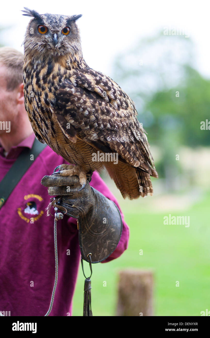 Les gestionnaires d'un détient un grand-duc, un oiseau de proie utilisé pour afficher des compétences en manipulation des oiseaux au Cotswold Falconery Centre. Banque D'Images