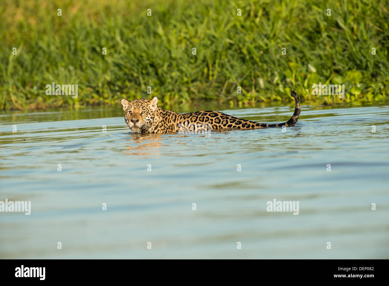 Stock photo d'un jaguar baignade dans la rivière, Pantanal, Brésil Banque D'Images