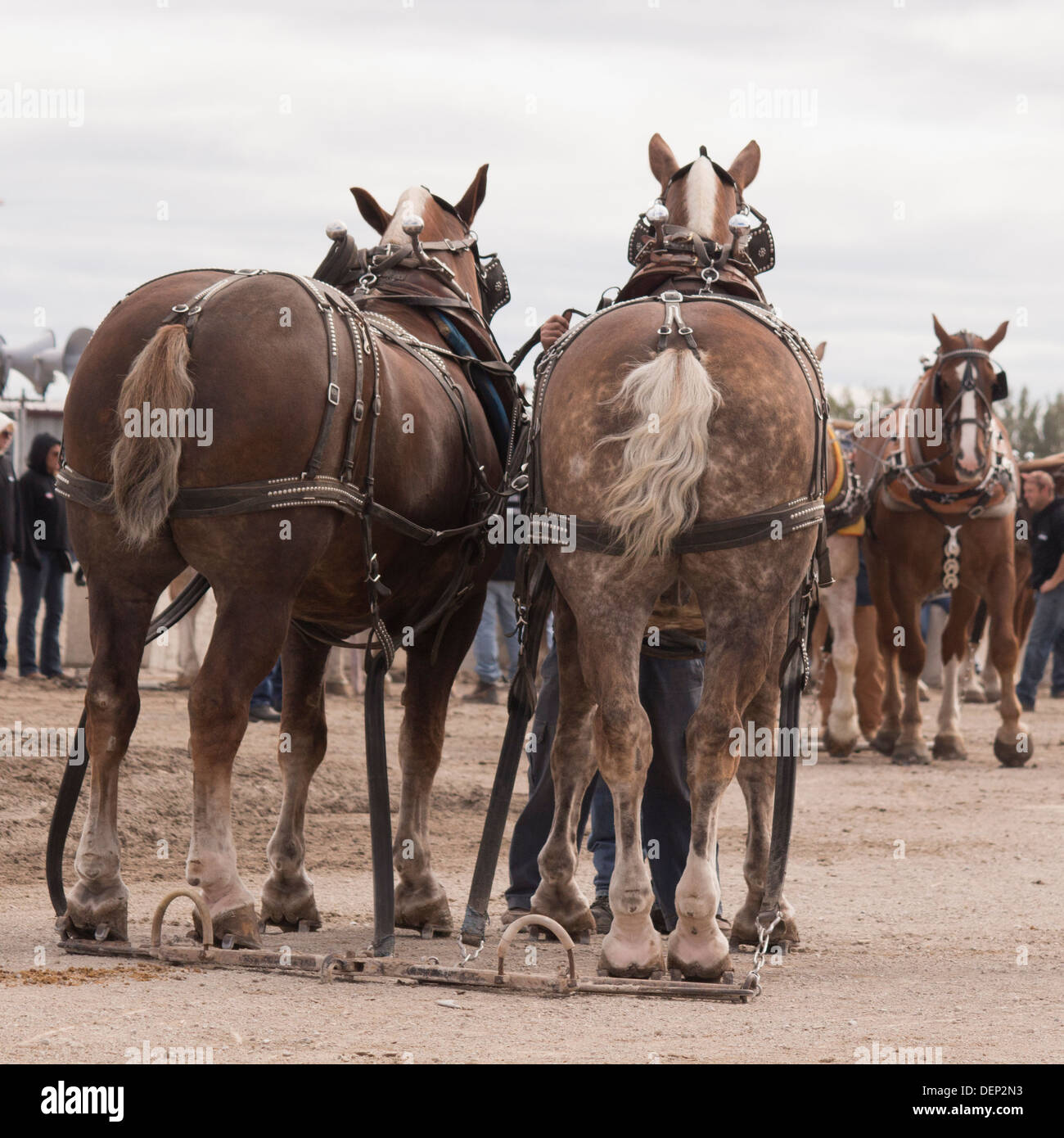 Vue arrière de l'équipe belge à deux chevaux cheval tirer la concurrence dans leur tirer le faisceau à Lindsay juste à Kawartha Lakes Banque D'Images