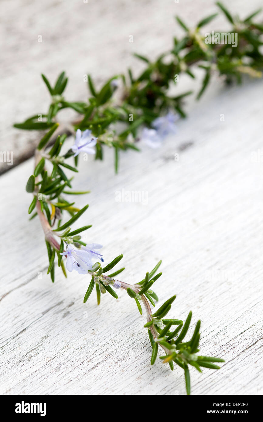 Un gros plan d'une branche de romarin avec fleurs bleu contre une surface en bois blanc. Banque D'Images