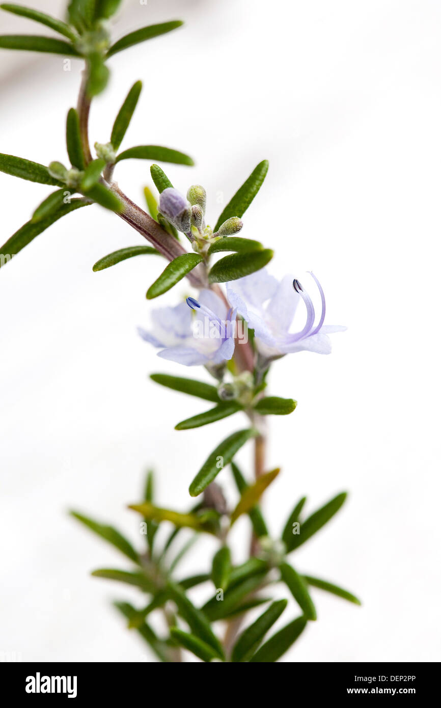 Un gros plan d'une branche de romarin avec fleurs bleu sur un fond blanc. Banque D'Images