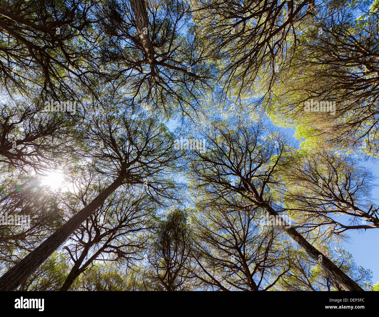 Vue grand angle de pins avec ciel bleu Banque D'Images