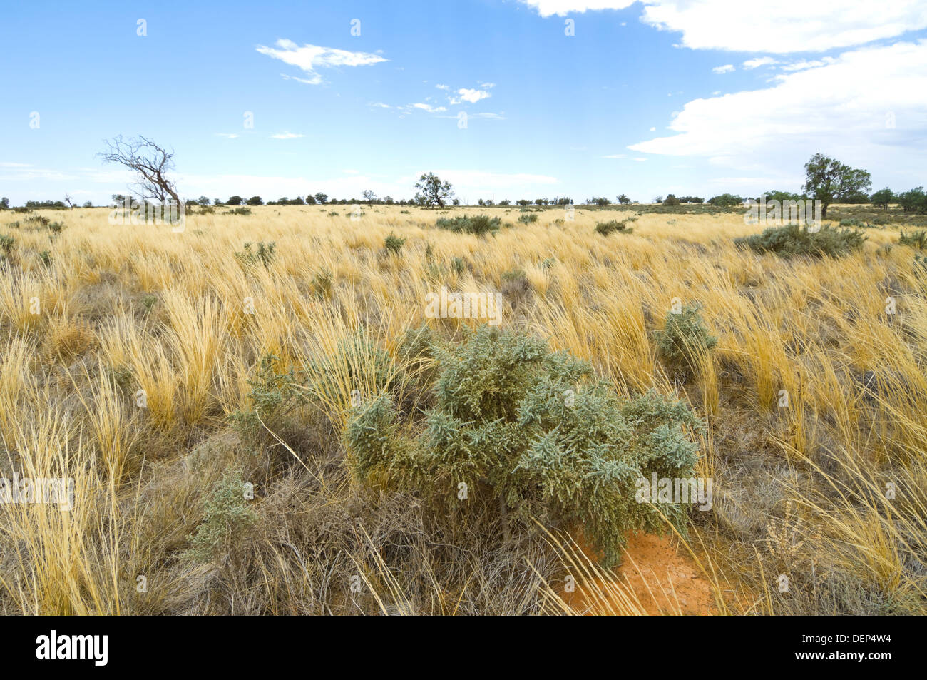 L'herbe spinifex, Mungo National Park, New South Wales, Australie Banque D'Images