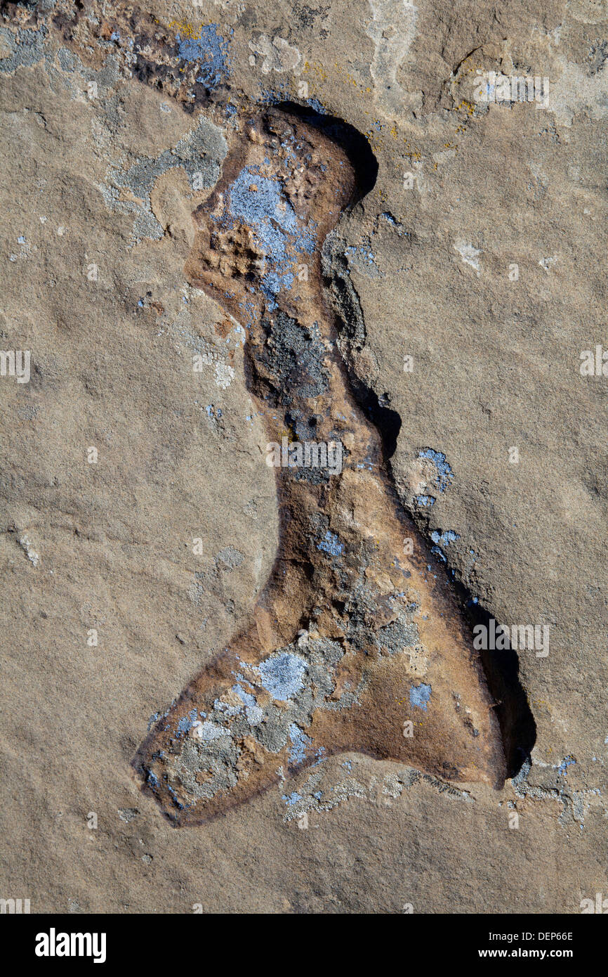 Corail fossilisé dans la roche dans le Chaco Culture National Historical Park, Nouveau Mexique. Banque D'Images