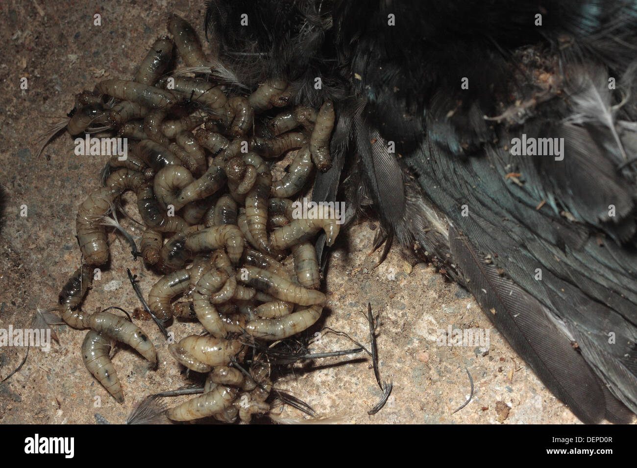 Des asticots sur une carcasse d'oiseau Banque D'Images