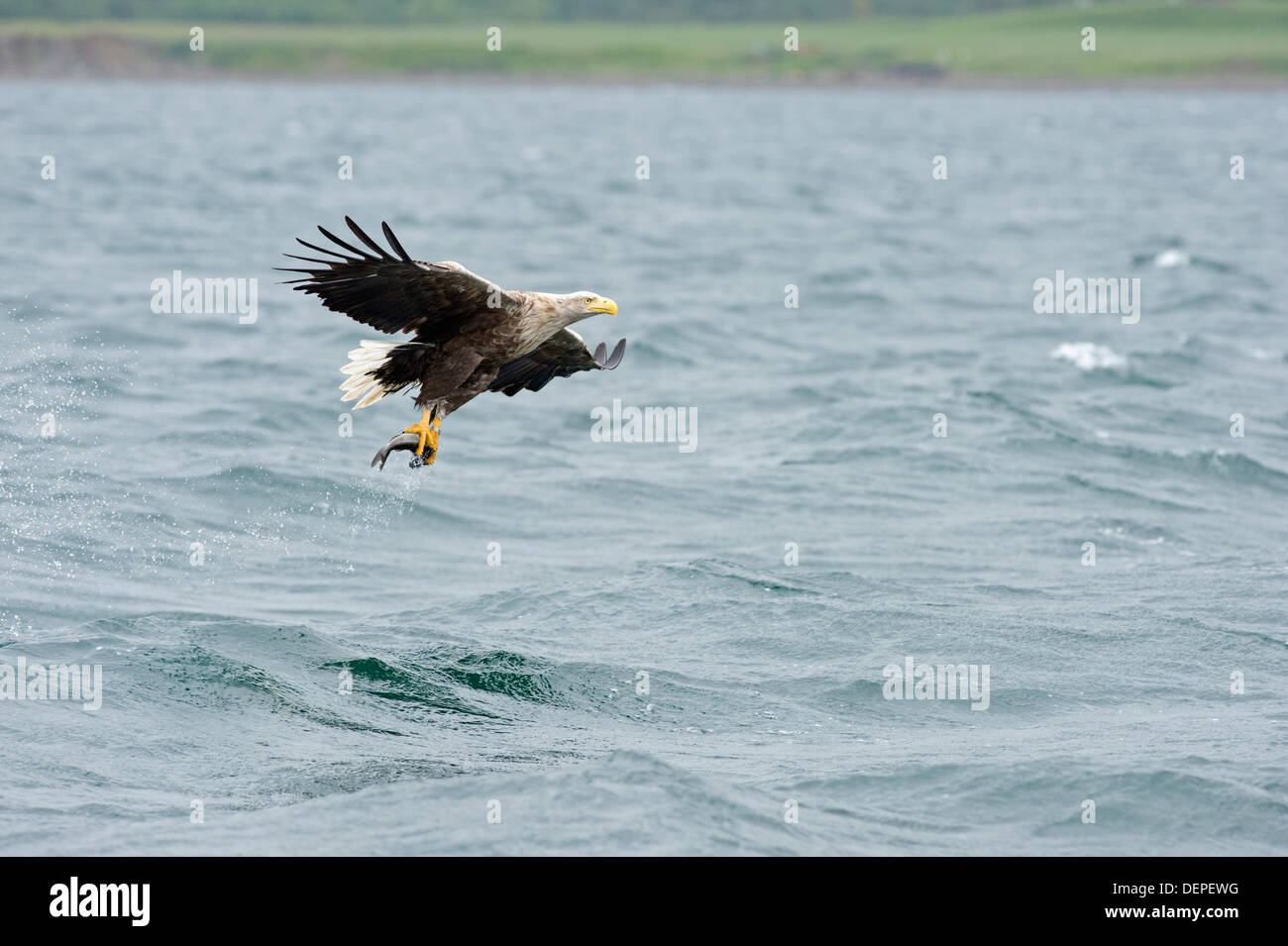 L'aigle de mer à queue blanche (Haliaetus albicilla) - Écosse, Royaume-Uni Banque D'Images