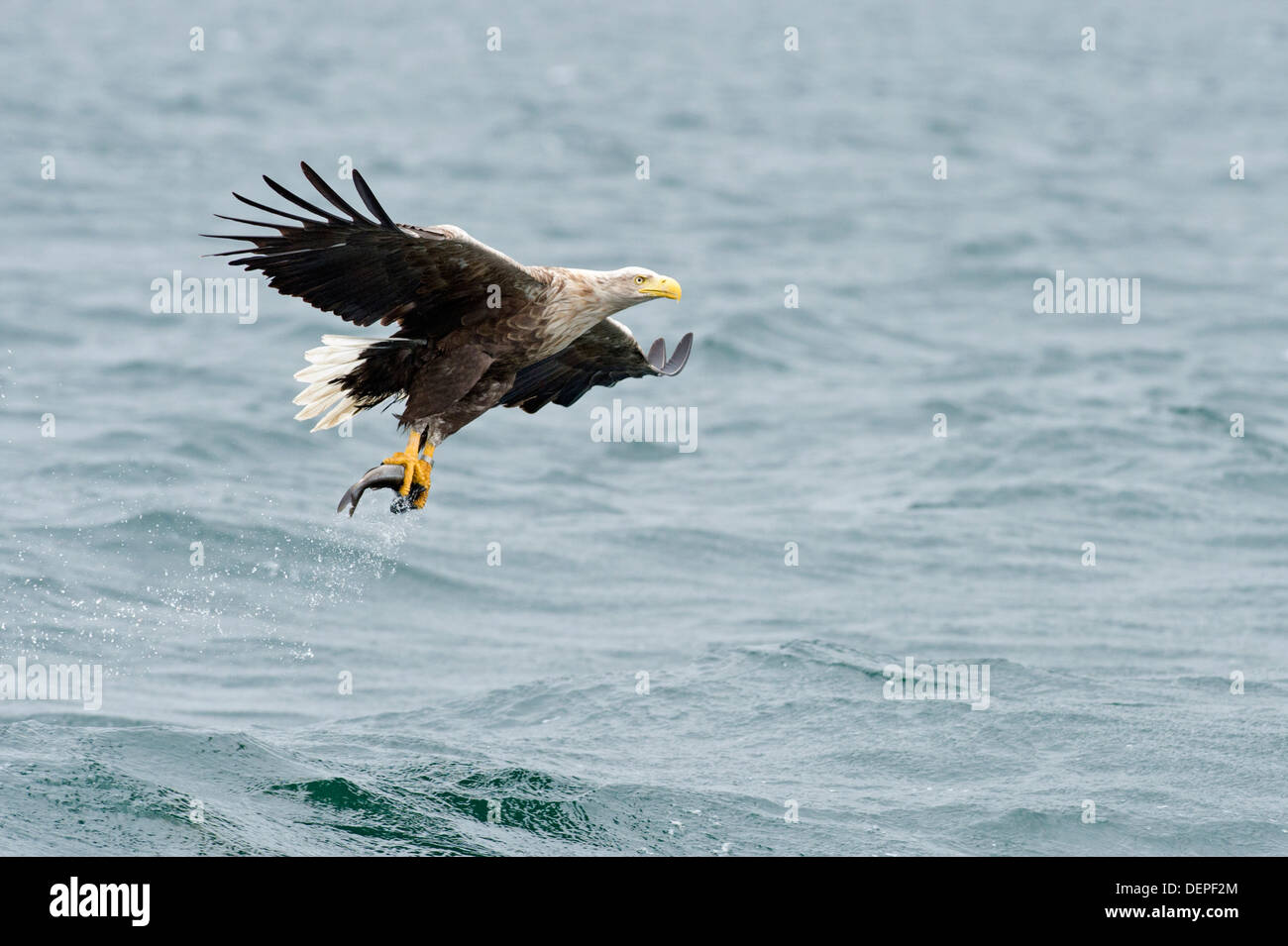 L'aigle de mer à queue blanche (Haliaetus albicilla) - Écosse, Royaume-Uni Banque D'Images
