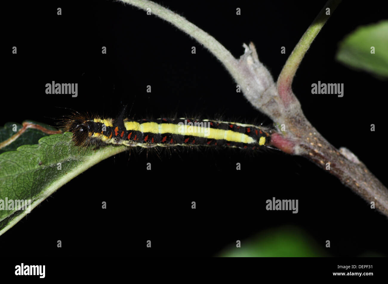 Acronitcta catterpillar dague gris (psi) Banque D'Images