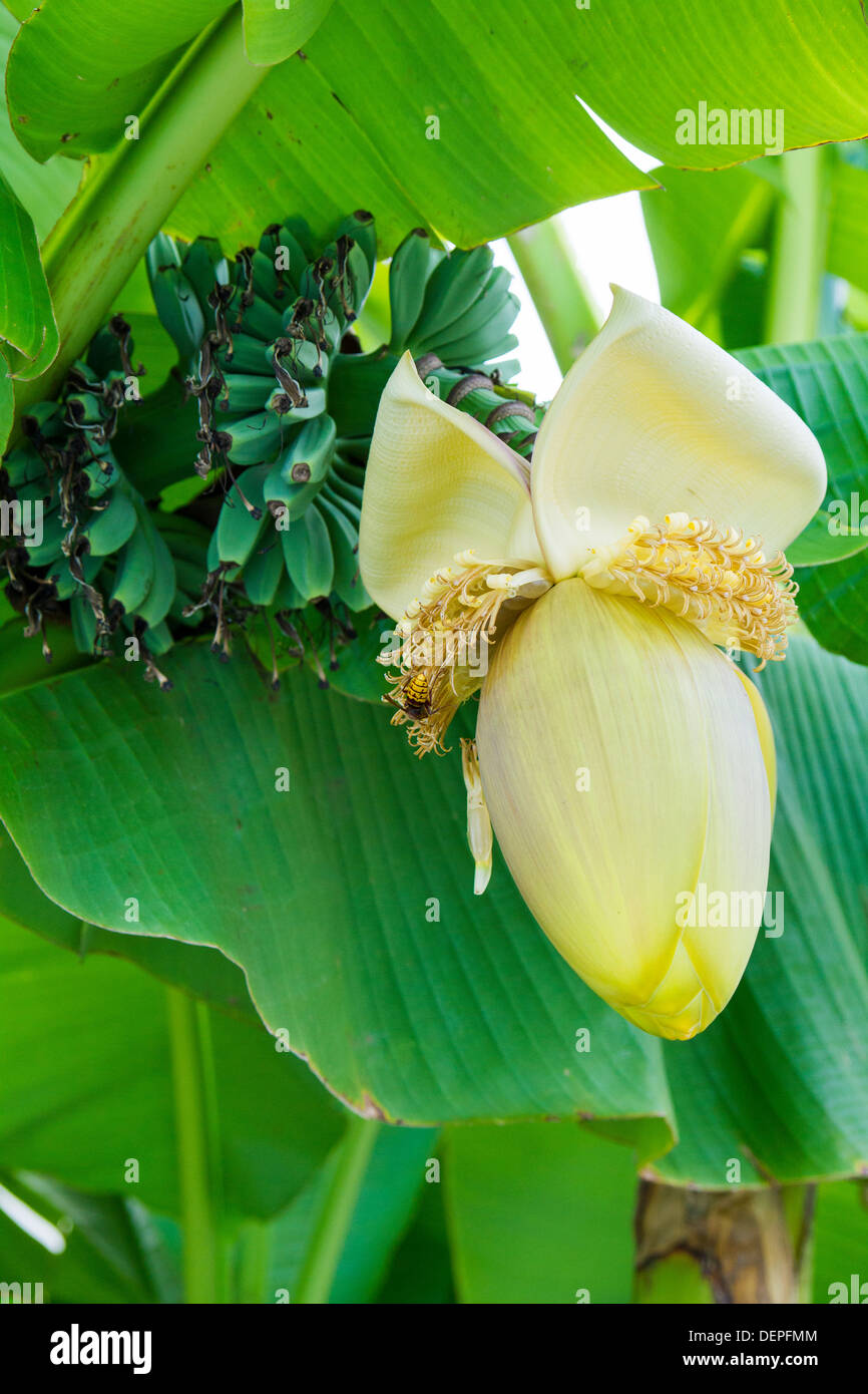 Bananier fleurs et fruits. Banque D'Images