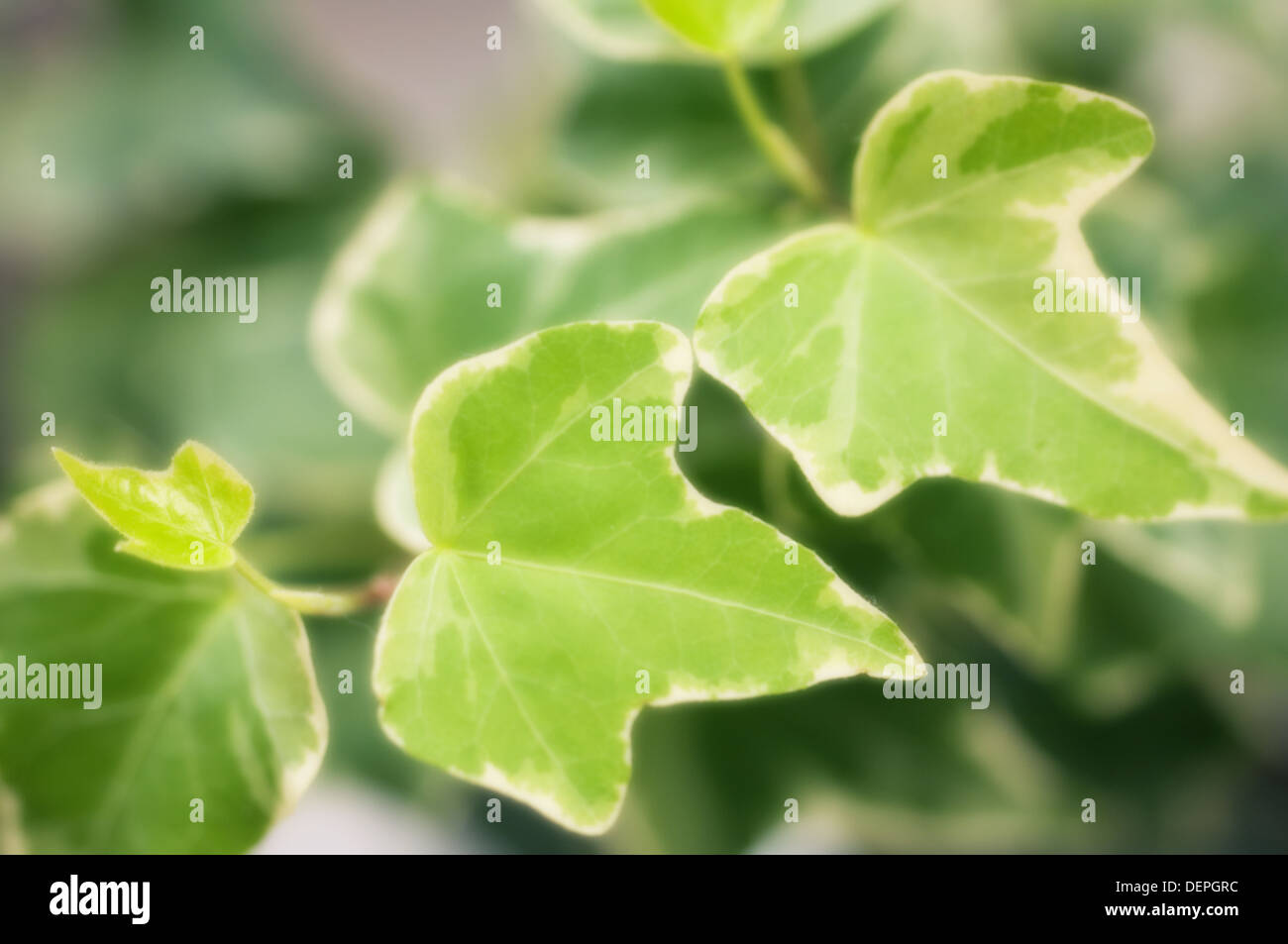 Ivy Hedera Helix Ivy Variegated Banque De Photographies Et Dimages à