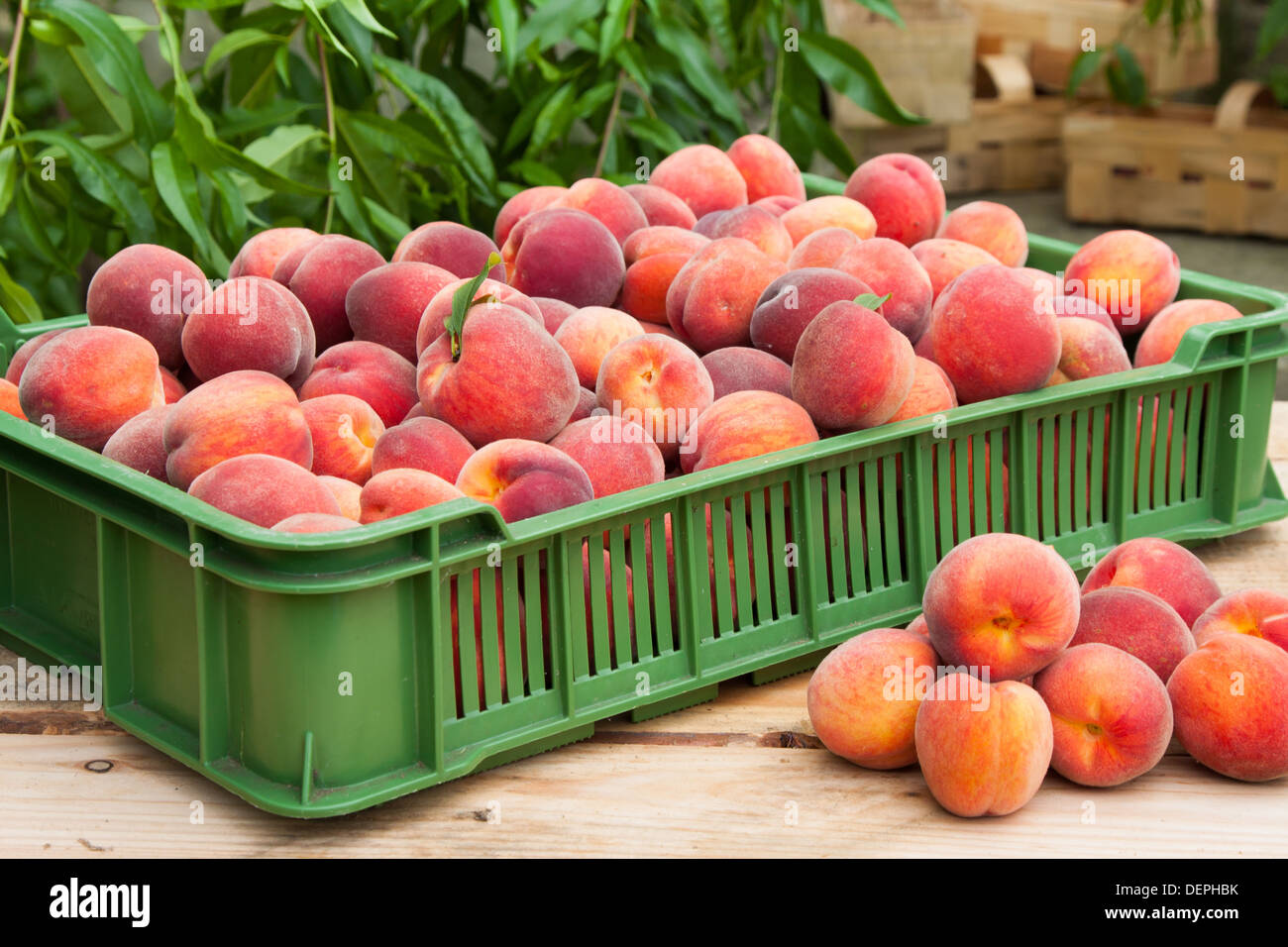 Fruits frais et juteux peach dans panier Banque D'Images