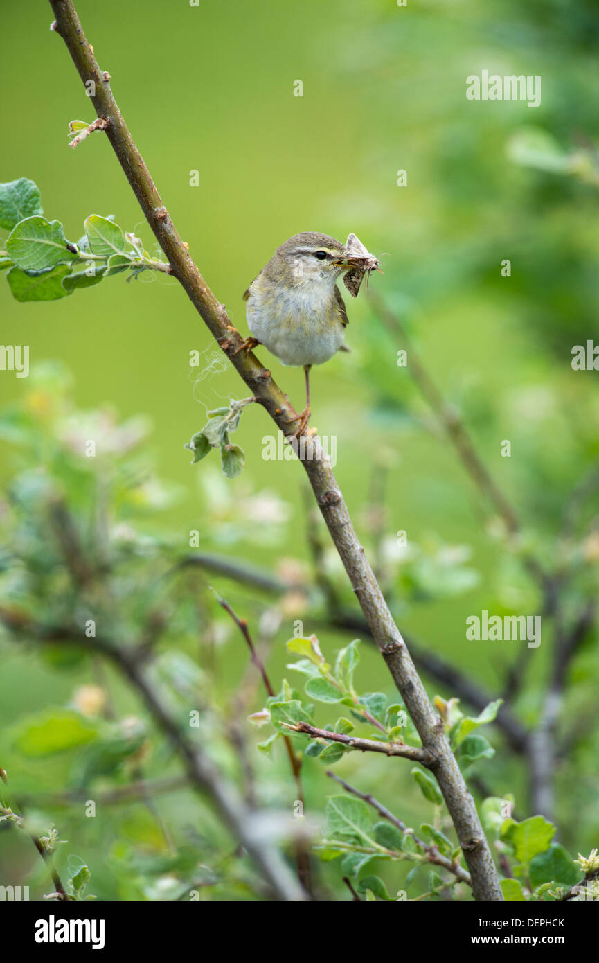 Willow warbler (Phylloscopus trochilus) - UK Banque D'Images