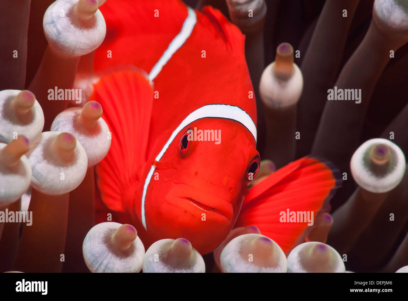 Spinecheek Premnas biaculeatus poisson clown de la Grande Barrière de Corail, Mer, Océan Pacifique, Queensland, Australie Banque D'Images