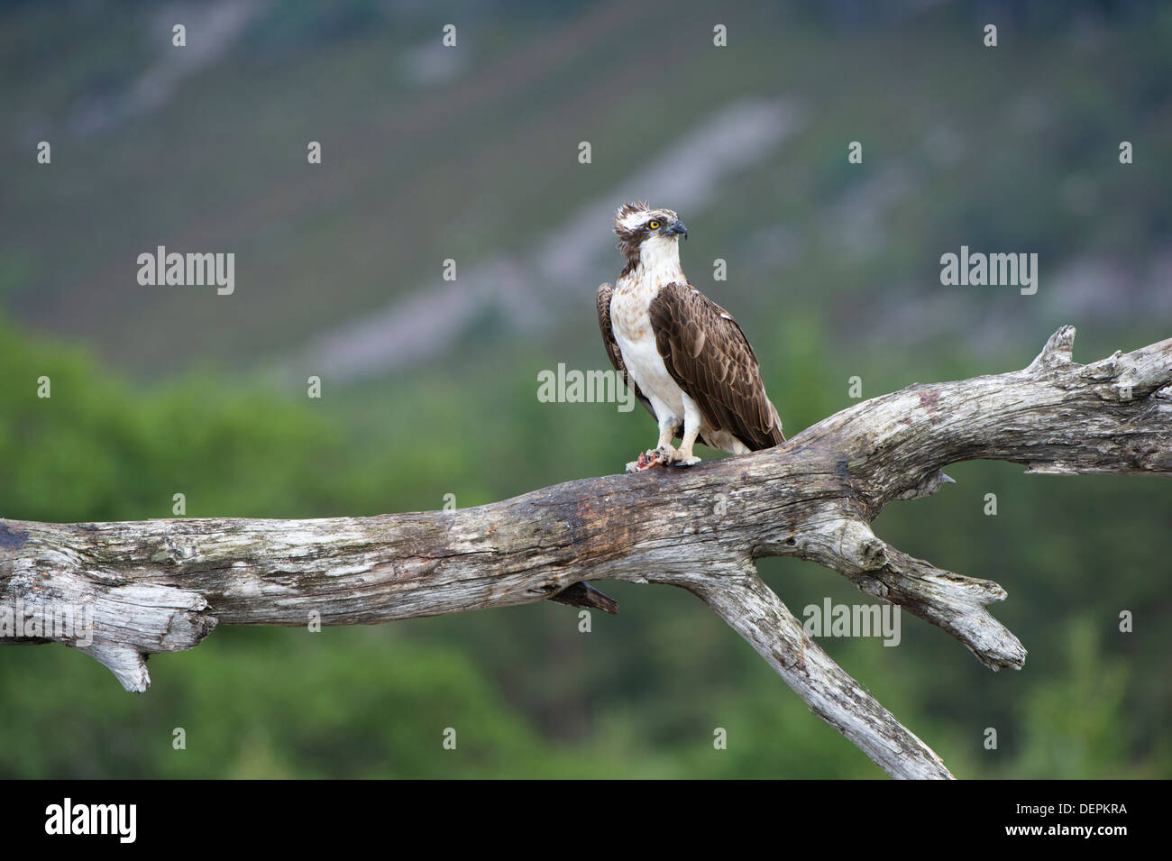 Balbuzard pêcheur (Pandion haliaetus) - Écosse, Royaume-Uni Banque D'Images