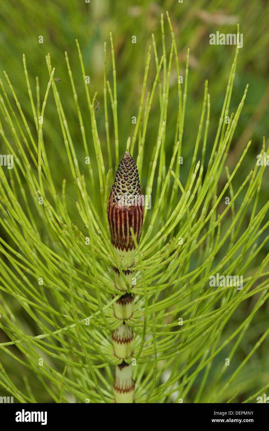 La prêle commune Banque D'Images