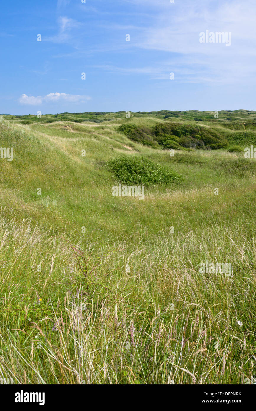 Lettes de dunes à Kenfig Nature Reserve, dans le sud du Pays de Galles Banque D'Images