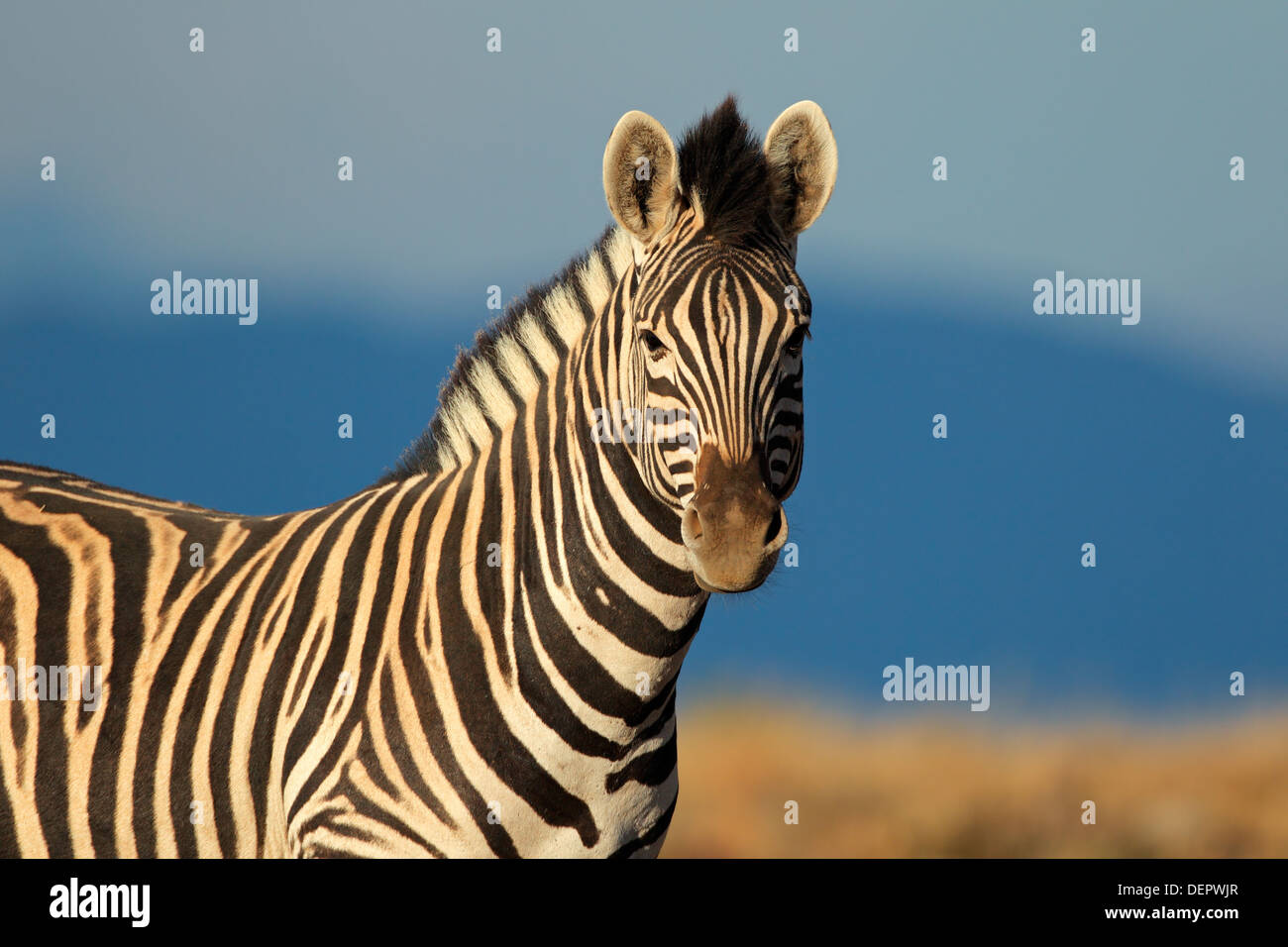 Portrait d'une plaine (Burchell's Zebra (Equus quagga) burchelli), Afrique du Sud Banque D'Images