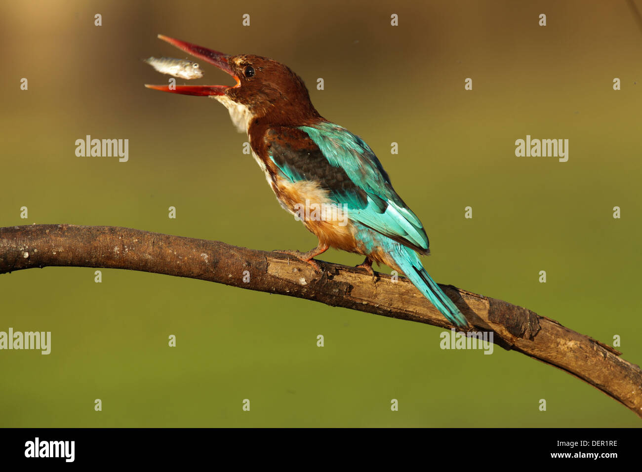 White-throated kingfisher (Halcyon smyrnensis) avec un poisson dans son bec Banque D'Images