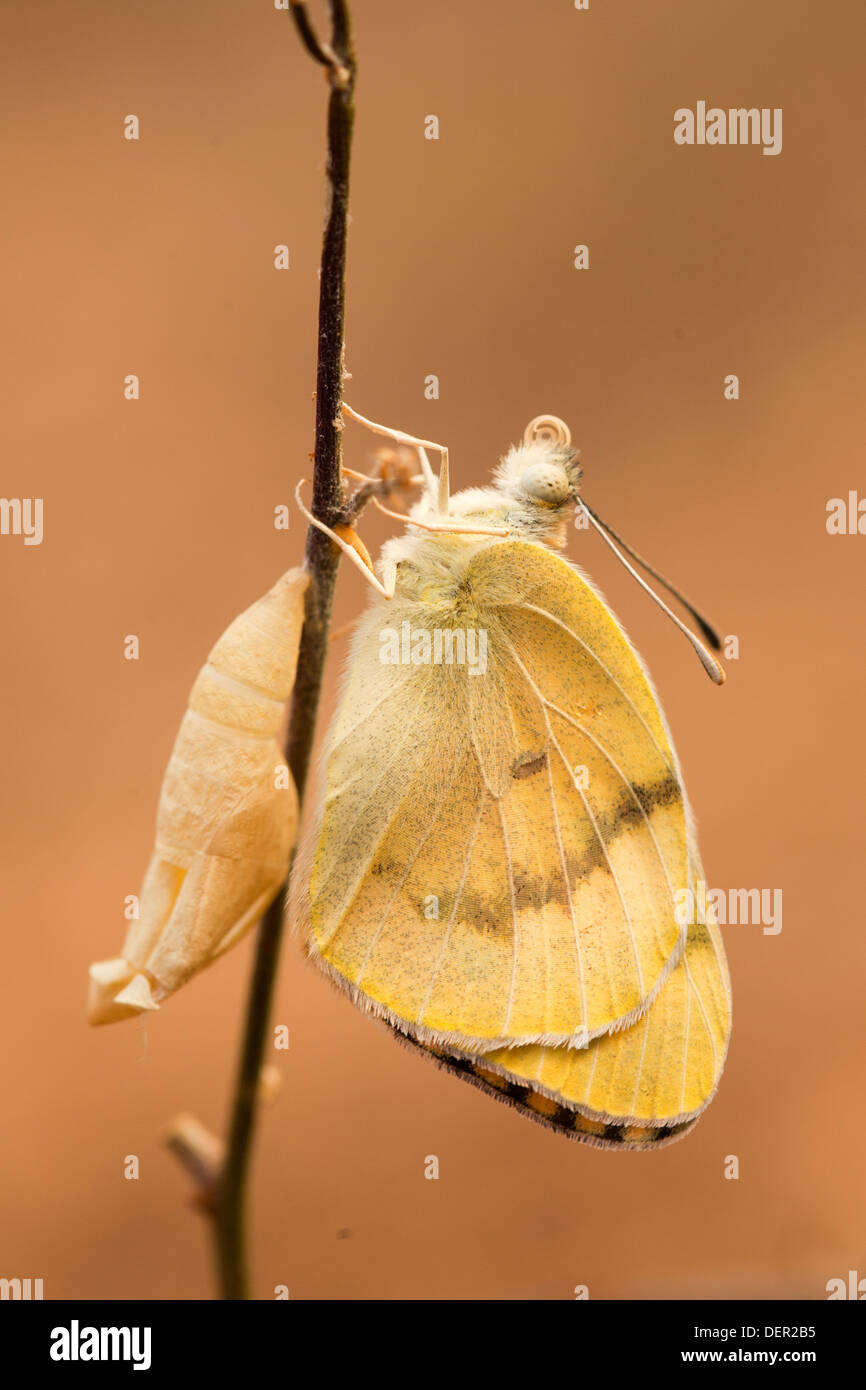 Un ensemble de 4 images de gros saumons papillon, arabes (syn Madais Colotis fausta fausta) comme il ressort de son cocon. Banque D'Images