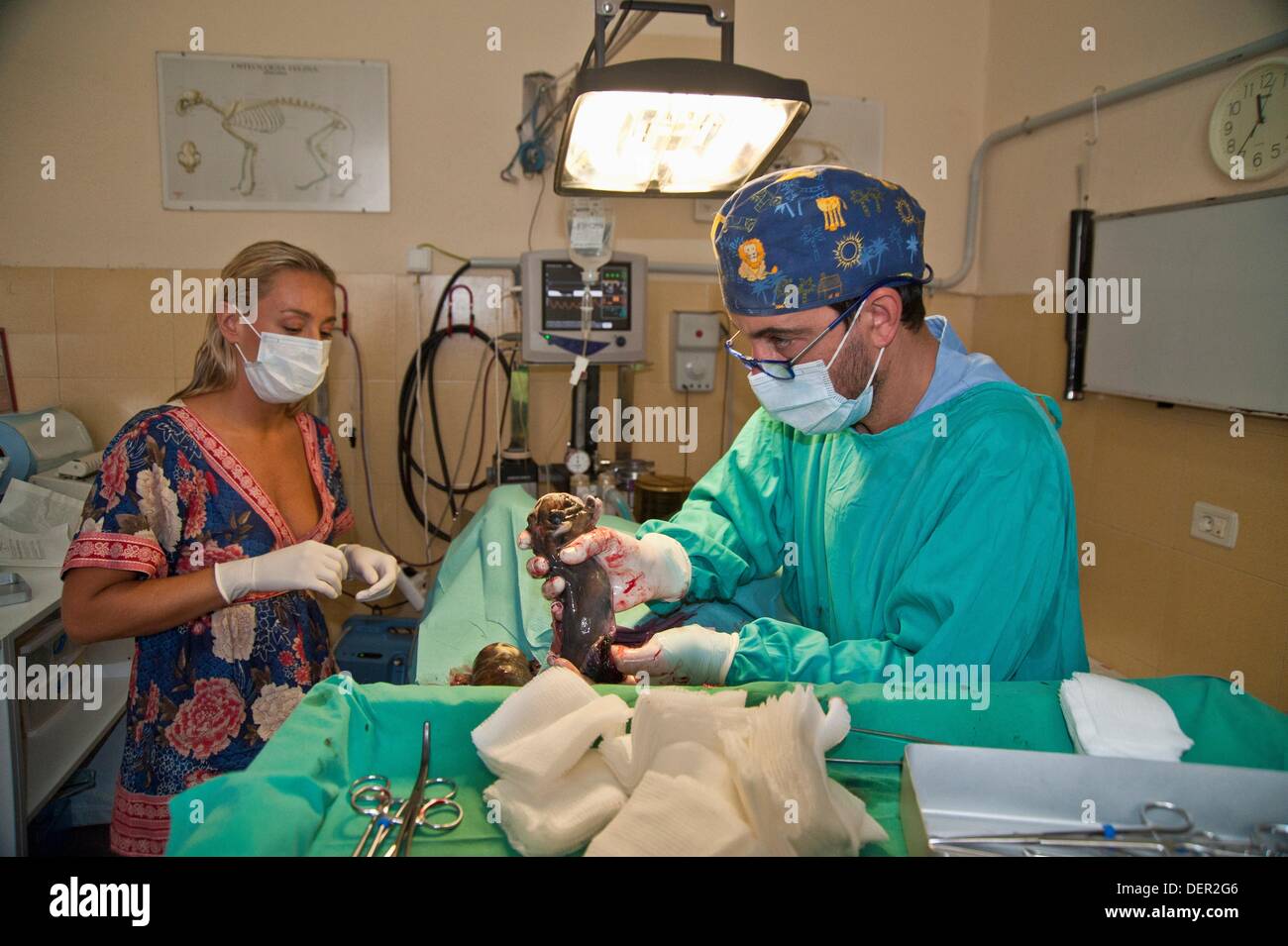 Bulldog Anglais C-Section Photo Stock - Alamy