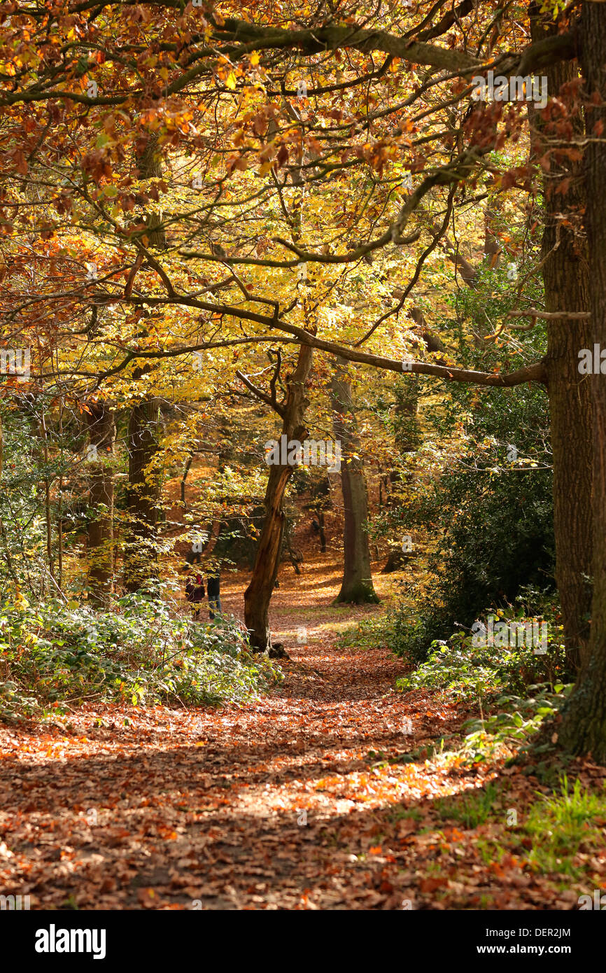 La RÉSERVE NATURELLE DU BOIS DE QUEENS LONDON N10 UK Banque D'Images