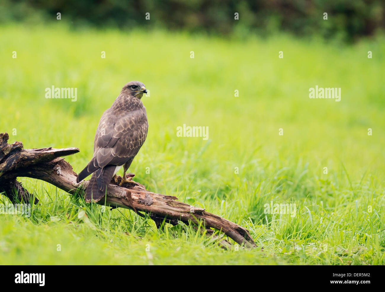 Wild Buse variable, Buteo buteo posés sur des proies avec journal Banque D'Images