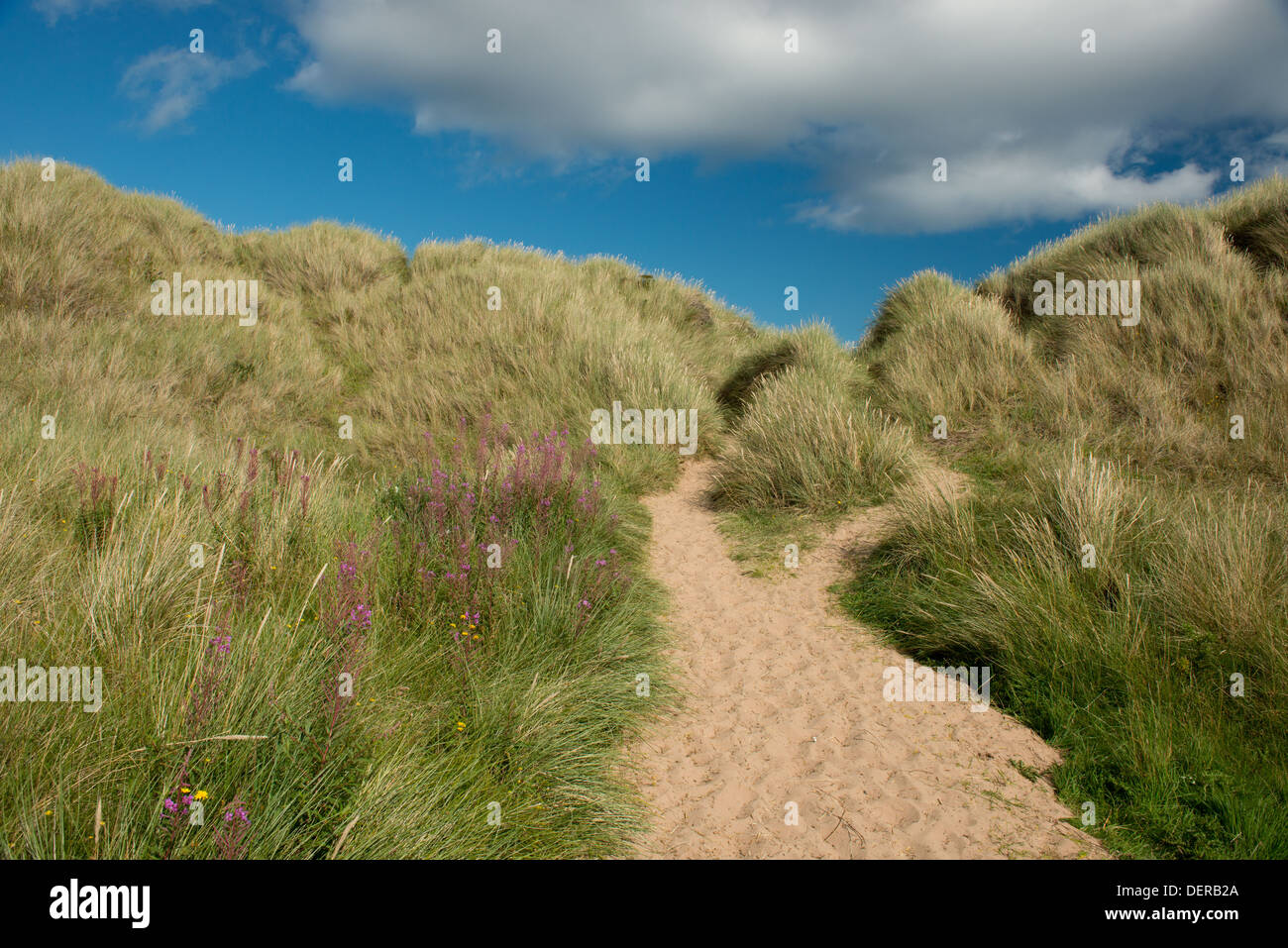 Un chemin de plage de Bamburgh à travers le sable des dunes et de la plage de l'herbe. Northumberland, Bamburgh Banque D'Images