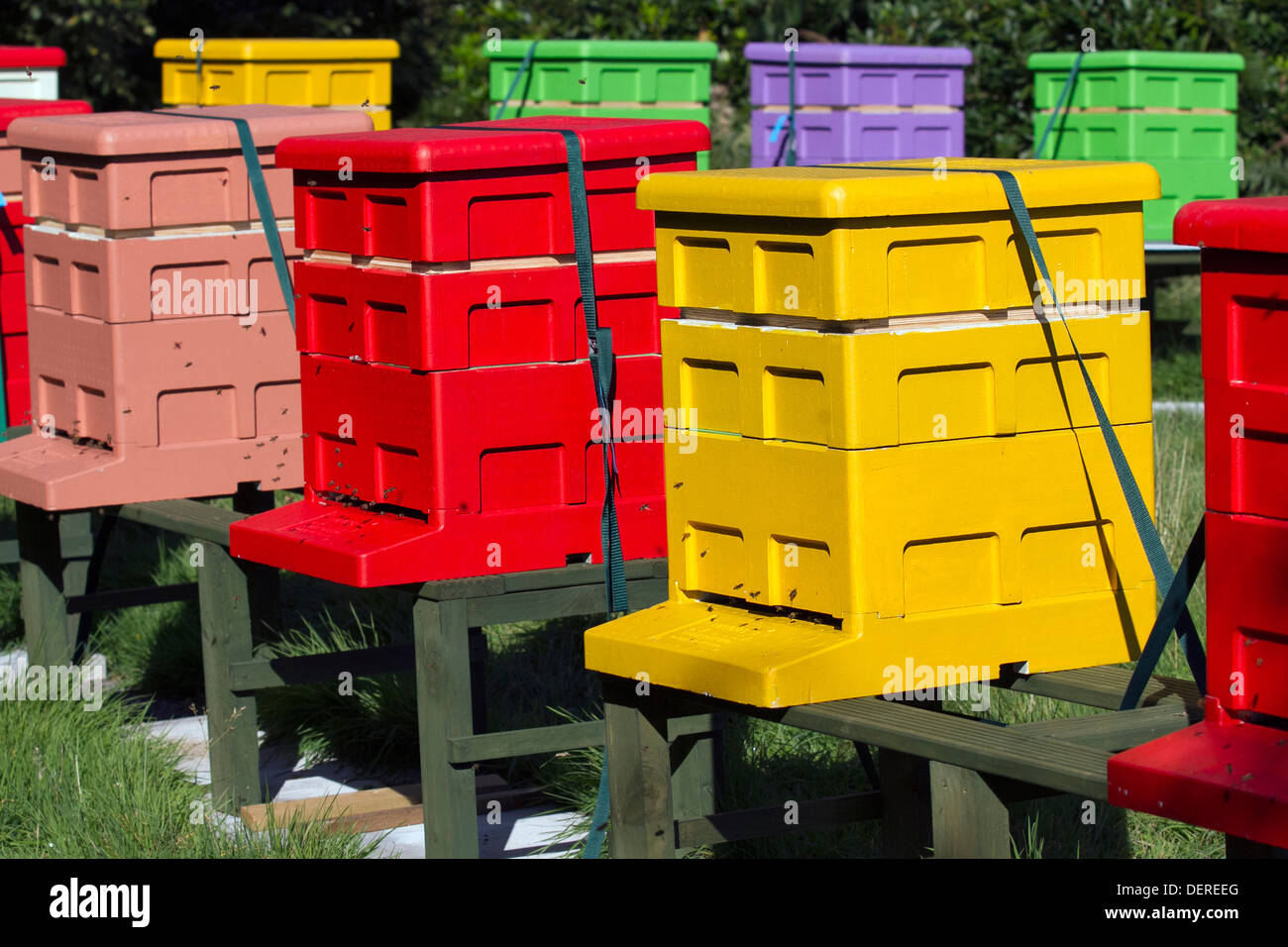 Ruches colorées Langstroth tailles disposées en forme de L. Beekeeping yard & National poly HIVE  polystyrène Apiaries Hives, Liverpool, Merseyside, Royaume-Uni Banque D'Images