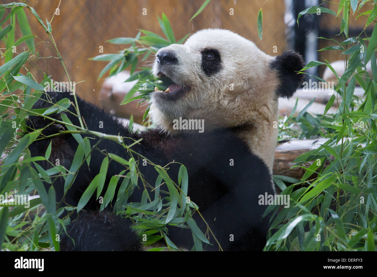 Grand panda eating bamboo toronto zoo 'er shun' Banque D'Images