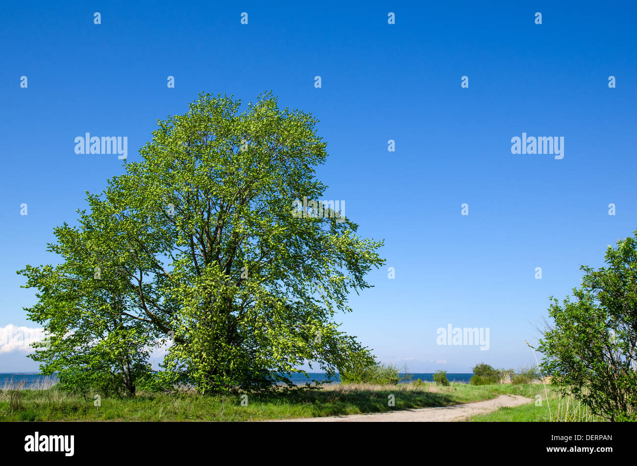 Grand, large en bordure d'arbre à la côte de la mer Baltique sur l'île de Oland en Suède. Banque D'Images