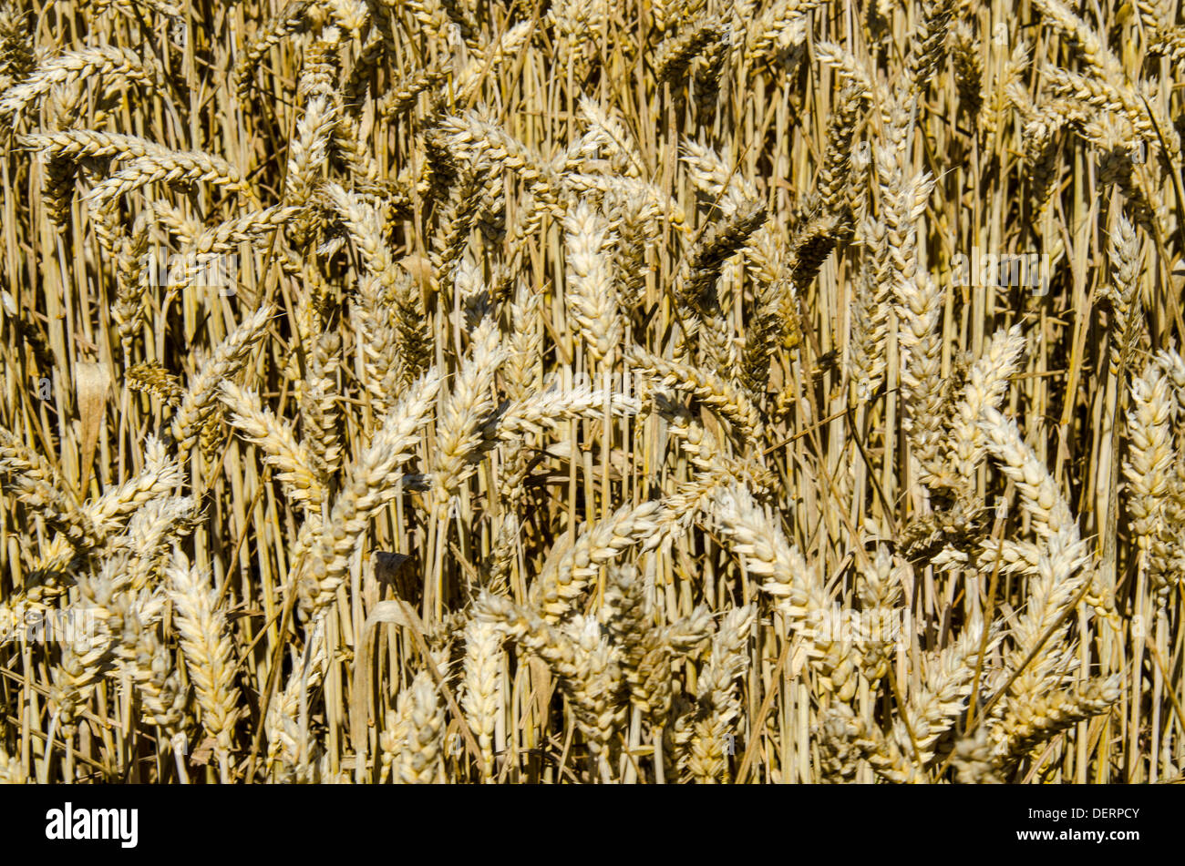 Récolte de blé Banque D'Images