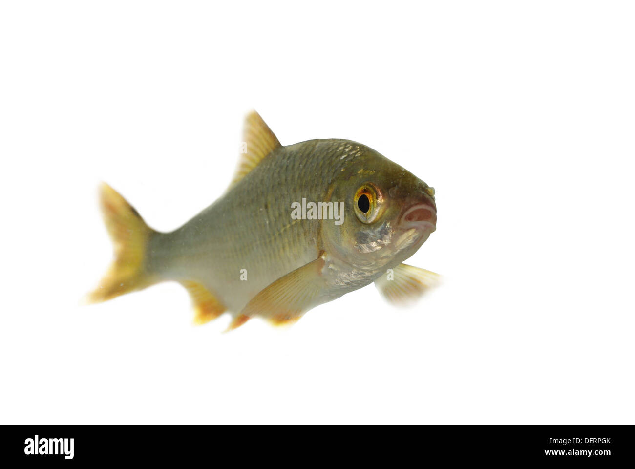 Alive silver roach sur fond blanc Banque D'Images