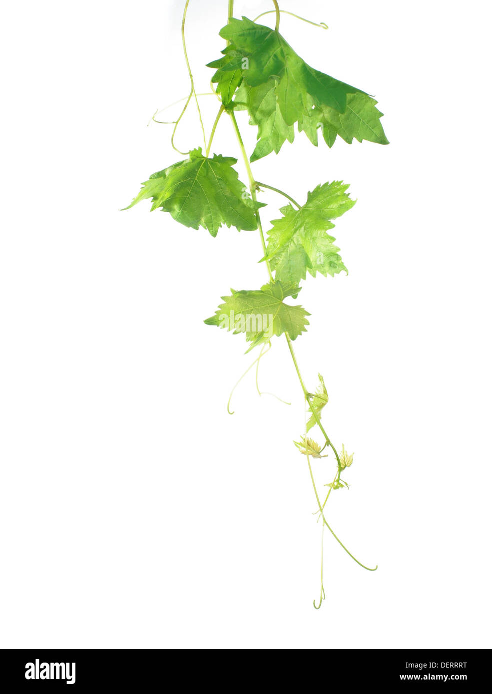 Grape leaf sur arrière-plan whitae Banque D'Images Grape leaf sur arrière-plan whitae Banque D'Images