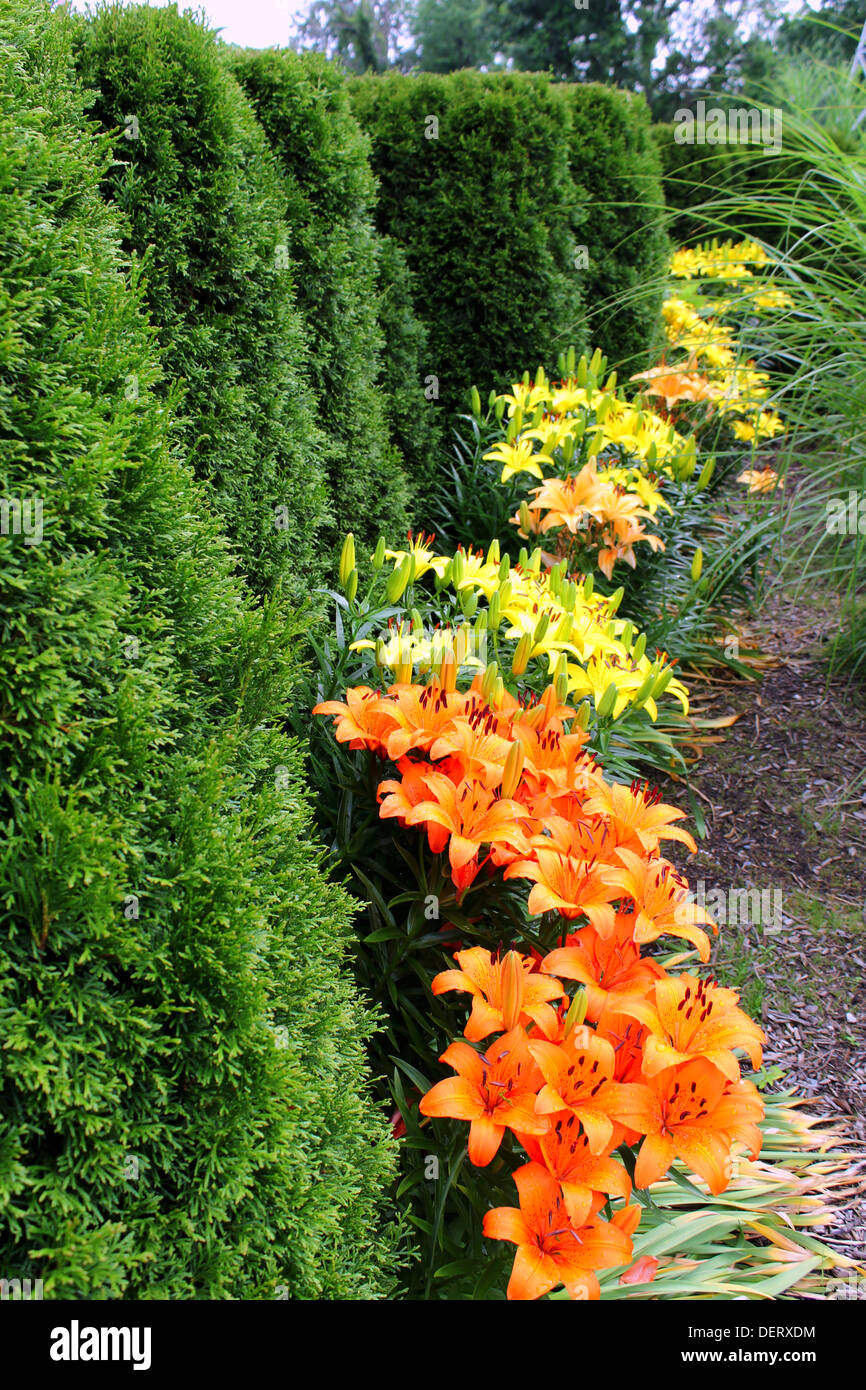 Une rangée d'arbustes à feuilles persistantes, fleurs Lys orange jaune à leurs pieds. Banque D'Images