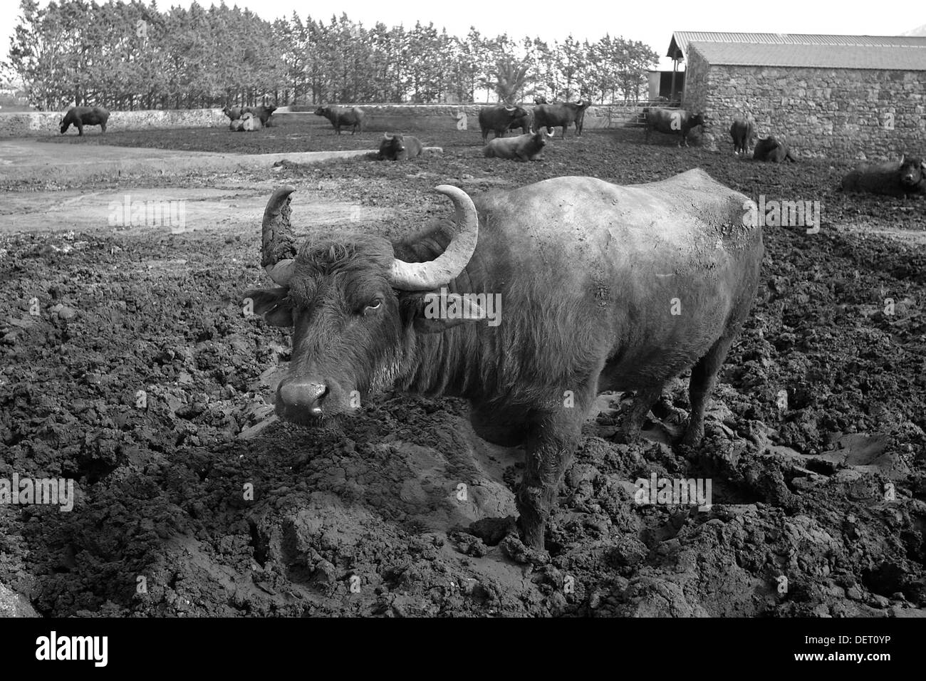 La Mozzarella est un fromage frais du sud de l'Italie, traditionnellement faite de buffalo italien en faisant tourner et puis la coupure Banque D'Images