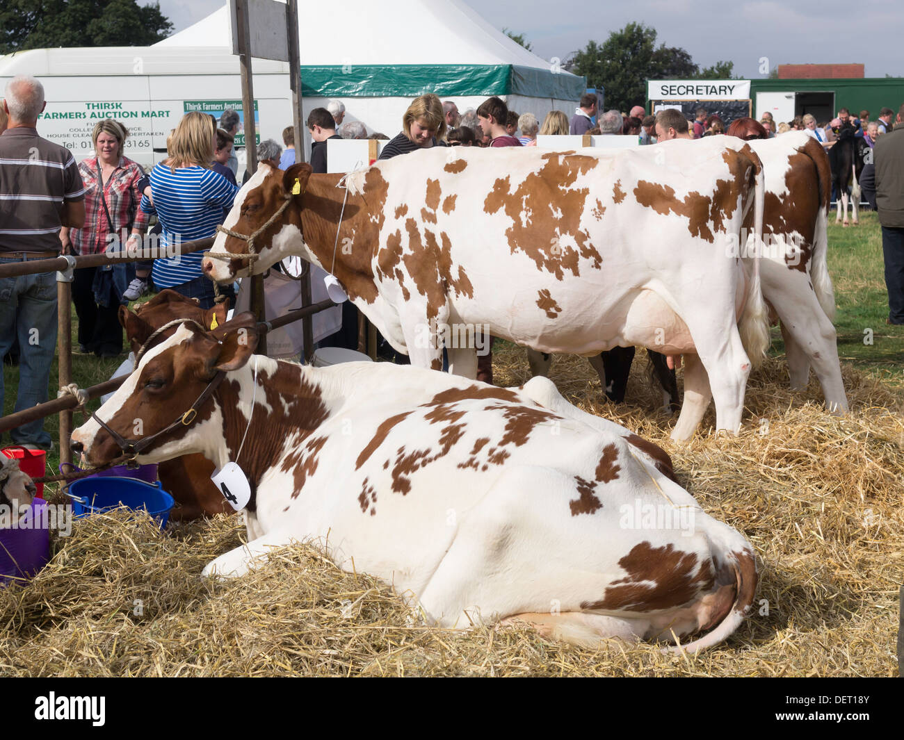 Les vaches Ayrshire au Salon de l'agriculture 2013 Shérif devient Banque D'Images